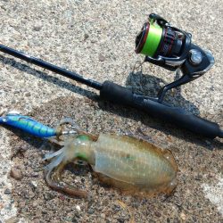 エギング秋シーズン開幕！